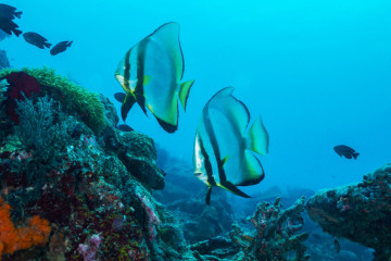 Philippines, Moalboal, Bat Fish