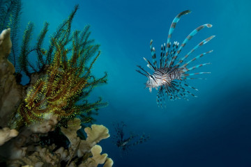 Philippines, Moalboal, Lion Fish