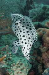 Philippines, Moalboal, Fish