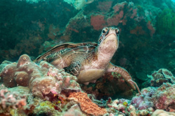 Philippines, Moalboal, Turtle