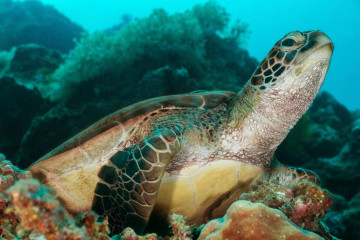Philippines, Moalboal, Turtle