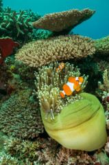 Philippines, Moalboal, Anemone Fish with Coral Reef
