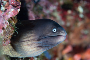 Philippines, Moalboal, Murray Eel