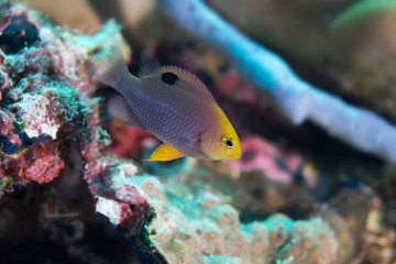 Philippines, Moalboal, Fish