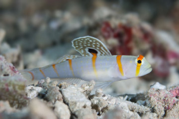 Philippines, Moalboal, Fish