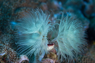 Philippines, Moalboal, Coral