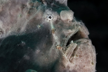 Philippines, Moalboal, Frog Fish