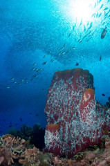 Philippines, Moalboal, Pescador Island, School of Sardines