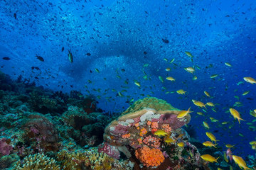 Philippines, Moalboal, Pescador Island, School of Sardines