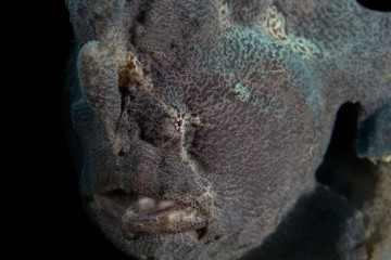 Philippines, Moalboal, Frog Fish