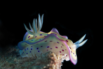 Philippines, Moalboal, Nudi Branch