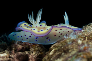 Philippines, Moalboal, Nudi Branch