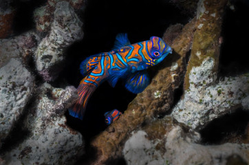 Philippines, Moalboal, Mandarin Fish