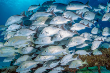 Mexico, Isla Mujeres, School of Fish