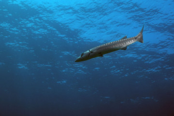 Mexico, Isla Mujeres, Barakuda