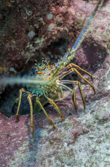Mexico, Isla Mujeres, Lobster