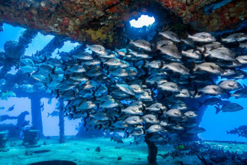 Mexico, Isla Mujeres, School of Fish inside the Canonero 58 Wreck