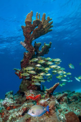 Mexico, Isla Mujeres, Coral Reef