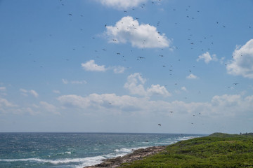 Mexico, Isla Contoy, Fregatte Birds