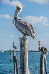 Mexico, Isla Mujeres, Pelican