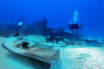 Mexico, Isla Mujeres, Canonero 55 Wreck with Sting Ray