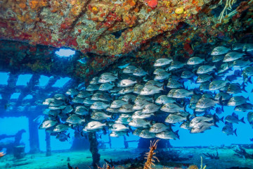 Mexico, Isla Mujeres, Canonero 58 Wreck with School of Fish inside