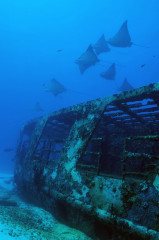 Mexico, Isla Mujeres, School of Fish inside the Canonero 55 Wreck