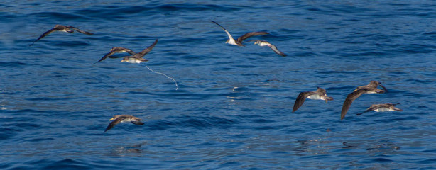 Azores, Cory's Shearwater