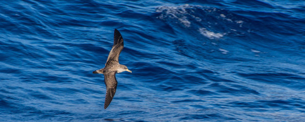 Azores, Cory's Shearwater
