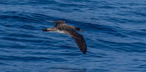 Azores, Cory's Shearwater