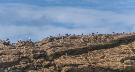 Azores, bird colony