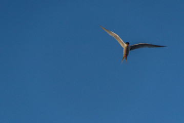 Azores, Arctic Tern