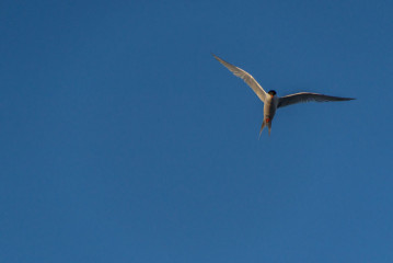 Azores, Arctic Tern