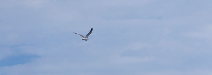 Azores, Cory's Shearwater