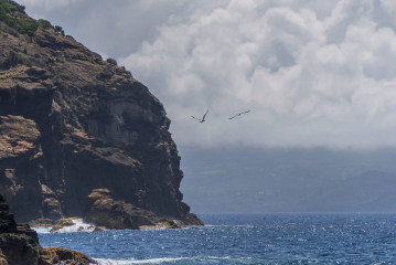 Azores, Cory's Shearwater