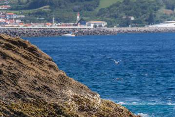 Azores, Arctic Terns