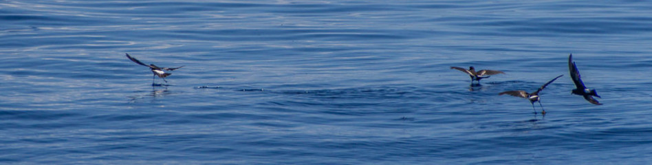 Azores, Wilsons's Storm Petrel at Princess Alice Banks