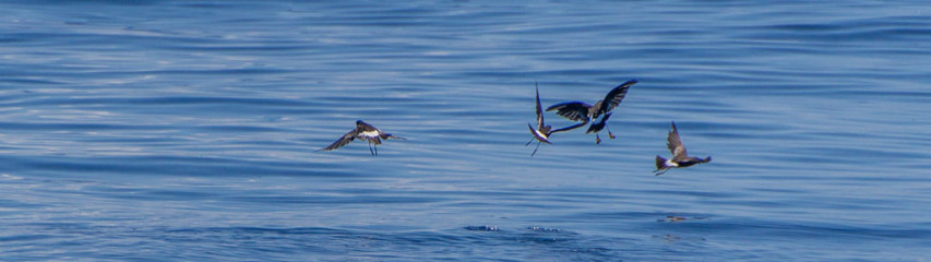Azores, Wilsons's Storm Petrel at Princess Alice Banks