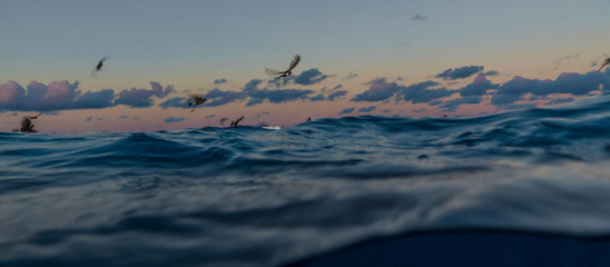 Azores, Wilsons's Storm Petrel at Princess Alice Banks