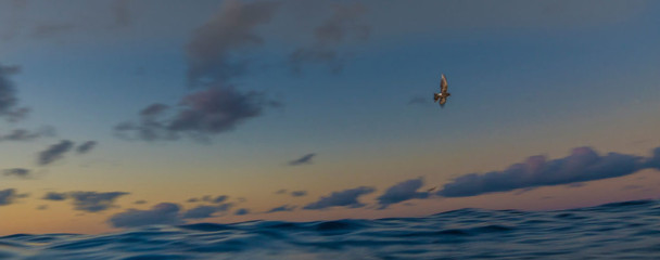 Azores, Wilsons's Storm Petrel at Princess Alice Banks