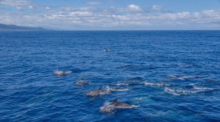 Azores, dolphins