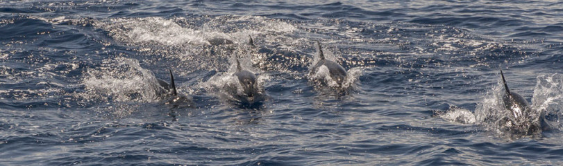 Azores, dolphins