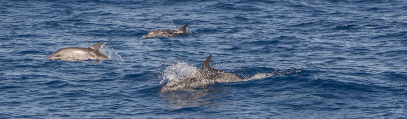 Azores, dolphins