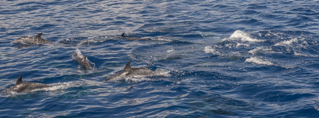 Azores, dolphins