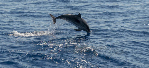 Azores, dolphins