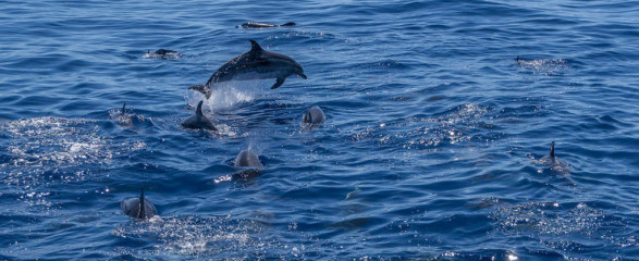 Azores, dolphins