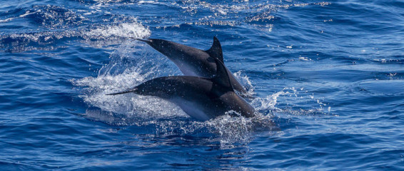 Azores, dolphins