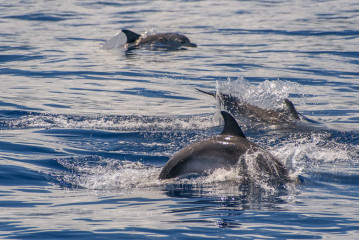 Azores, dolphins
