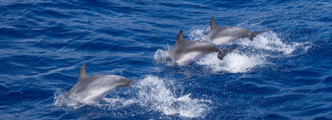 Azores, dolphins