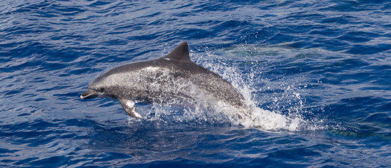 Azores, dolphins